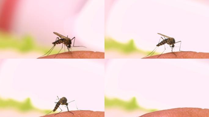 近距离观察一只吸食人类血液的蚊子