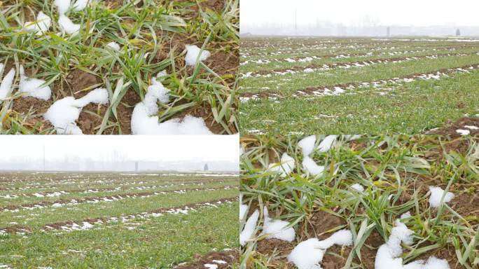 冬天雪地的小麦