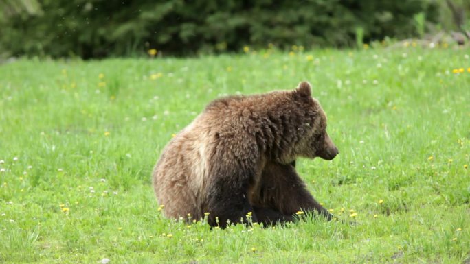 野生灰熊抓痒痒保护区