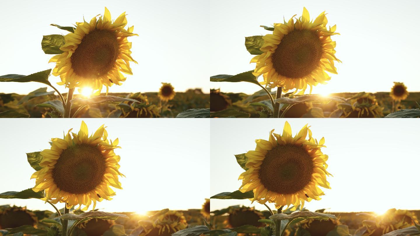 一只蜜蜂在向日葵上的特写镜头