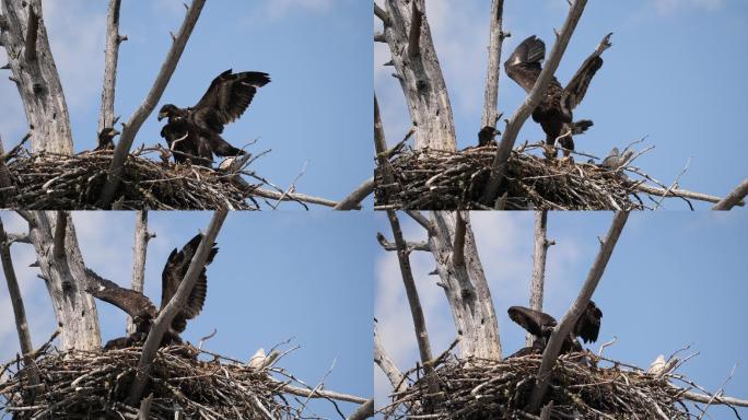 老鹰正在练习从巢中起飞