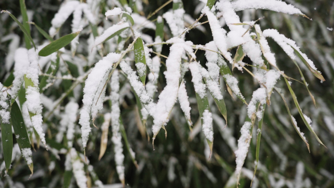 高清灰片高帧率冬雪花竹子竹叶特写素材