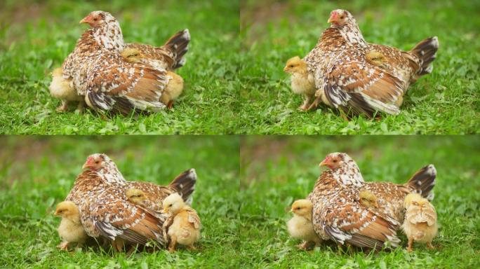 鸡躲在妈妈的下面保护呵护