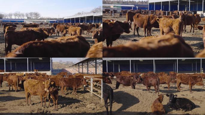 4K拍摄养牛场