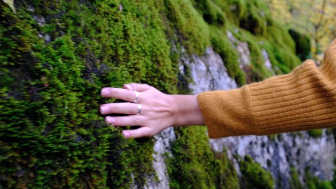 女人的手轻轻地抚摸着森林里墙上的青苔。
