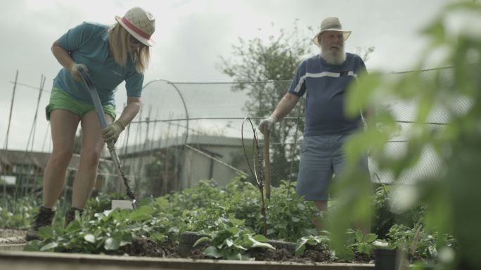社区花园里的人们种植蔬菜