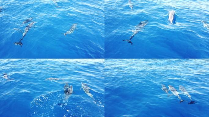 水中的多只大西洋斑点海豚
