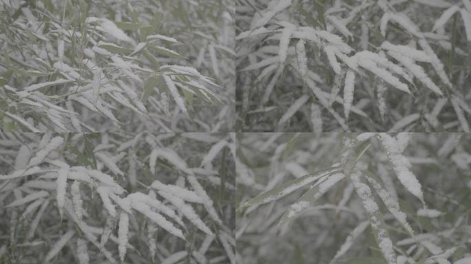 高清灰片高帧率冬雪花竹子竹叶特写素材