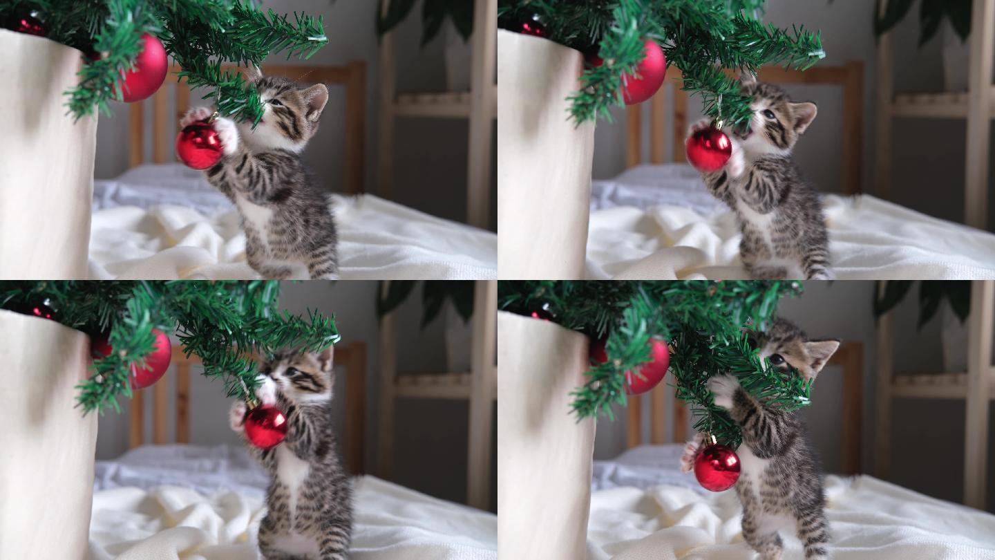 条纹小猫在圣诞树上玩红球