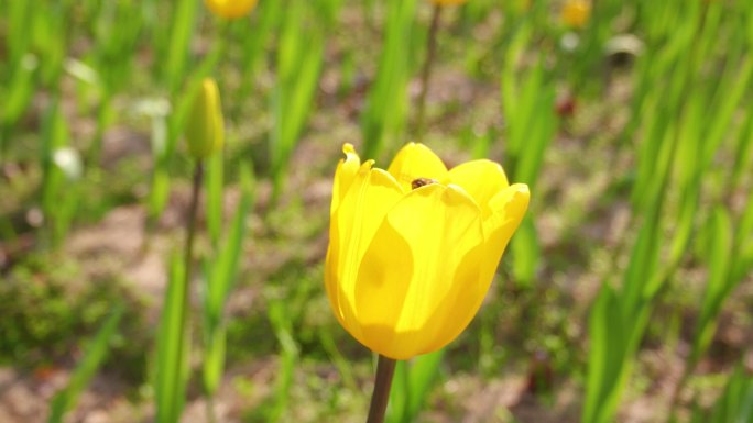 郁金香蜜蜂特写