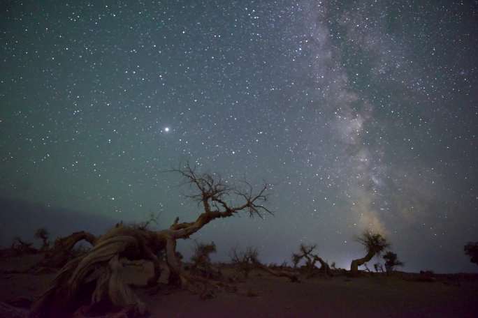 额济纳旗怪树林星空延时