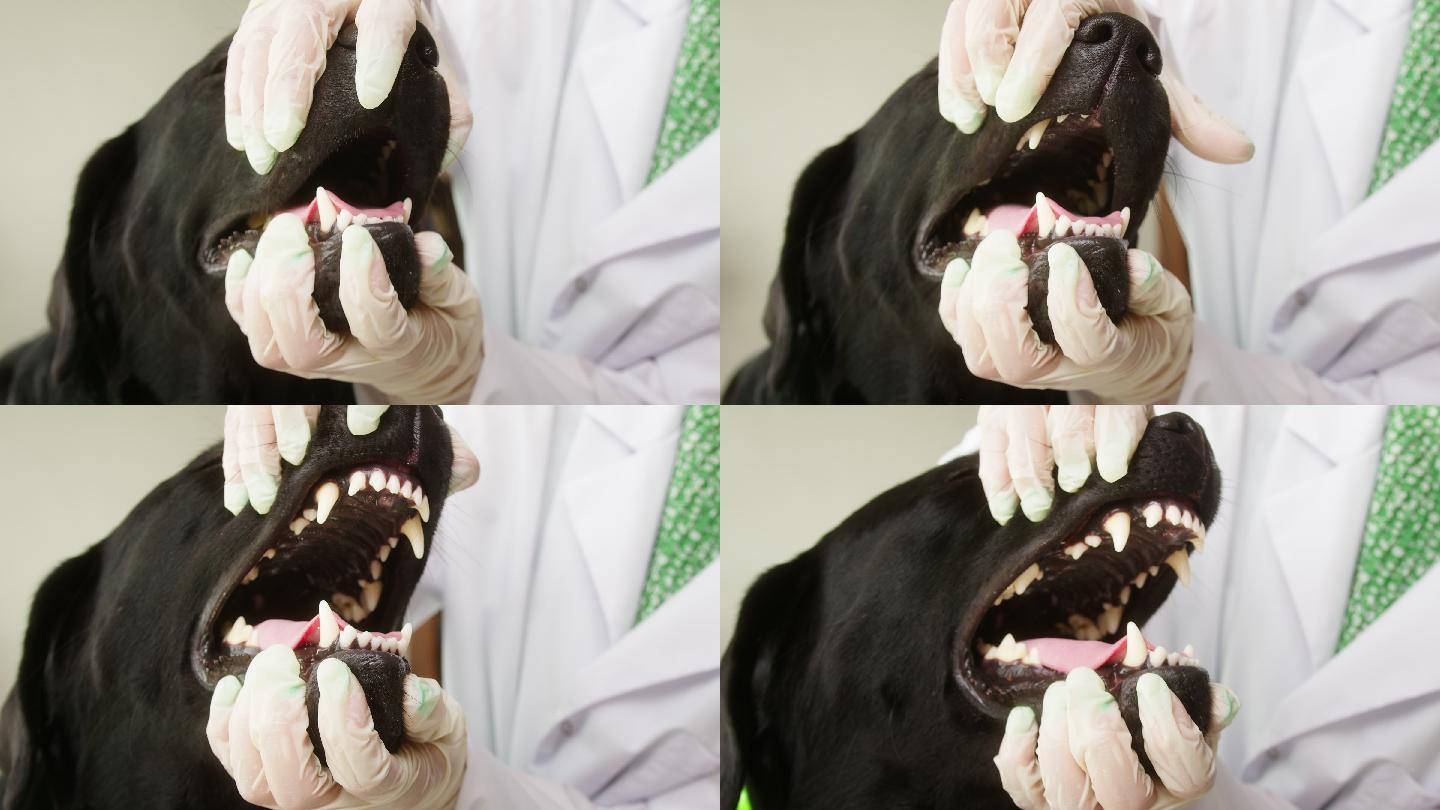 兽医检查黑色拉布拉多犬的嘴