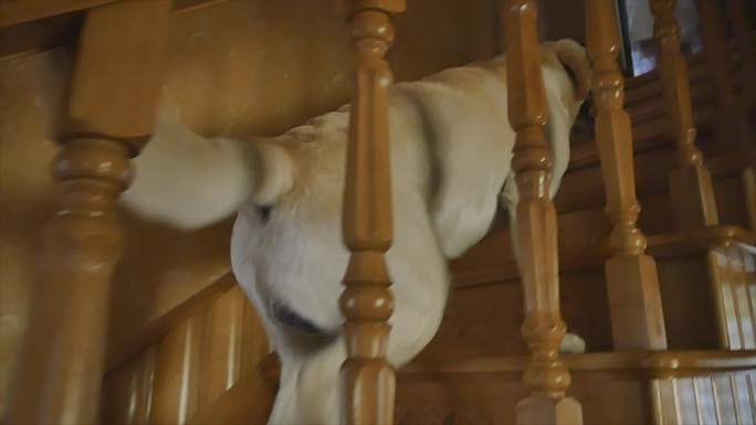 狗爬上楼梯