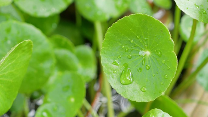 树叶上的露珠铜钱草氧吧水珠水滴池塘盆摘