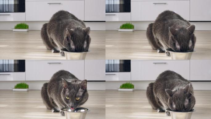 厨房里的一只灰猫吃碗里的干粮