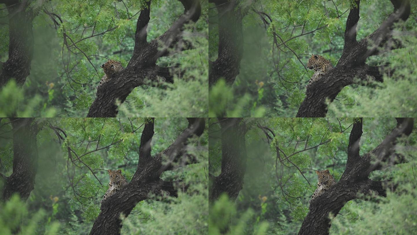 野生豹在树上美洲豹猎豹猛兽休息捕食