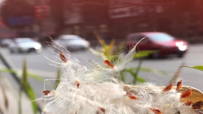 初春街头街边花草植物高清视频素材