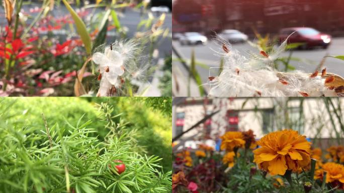 初春街头街边花草植物高清视频素材