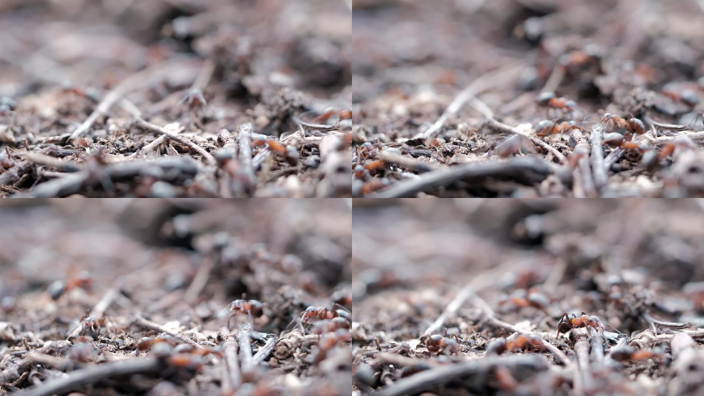 红蚁林蚂蚁在蚁丘里工作。