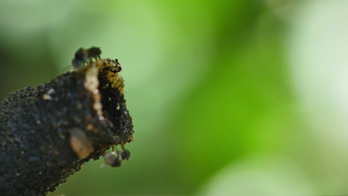 自然界中的蜜蜂。翅膀飞翔毒刺