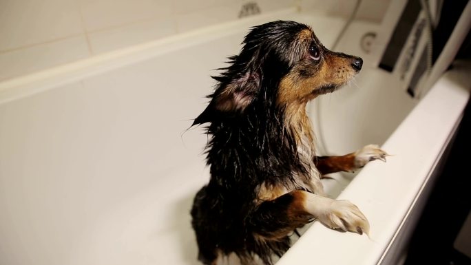 浴室里的湿狗