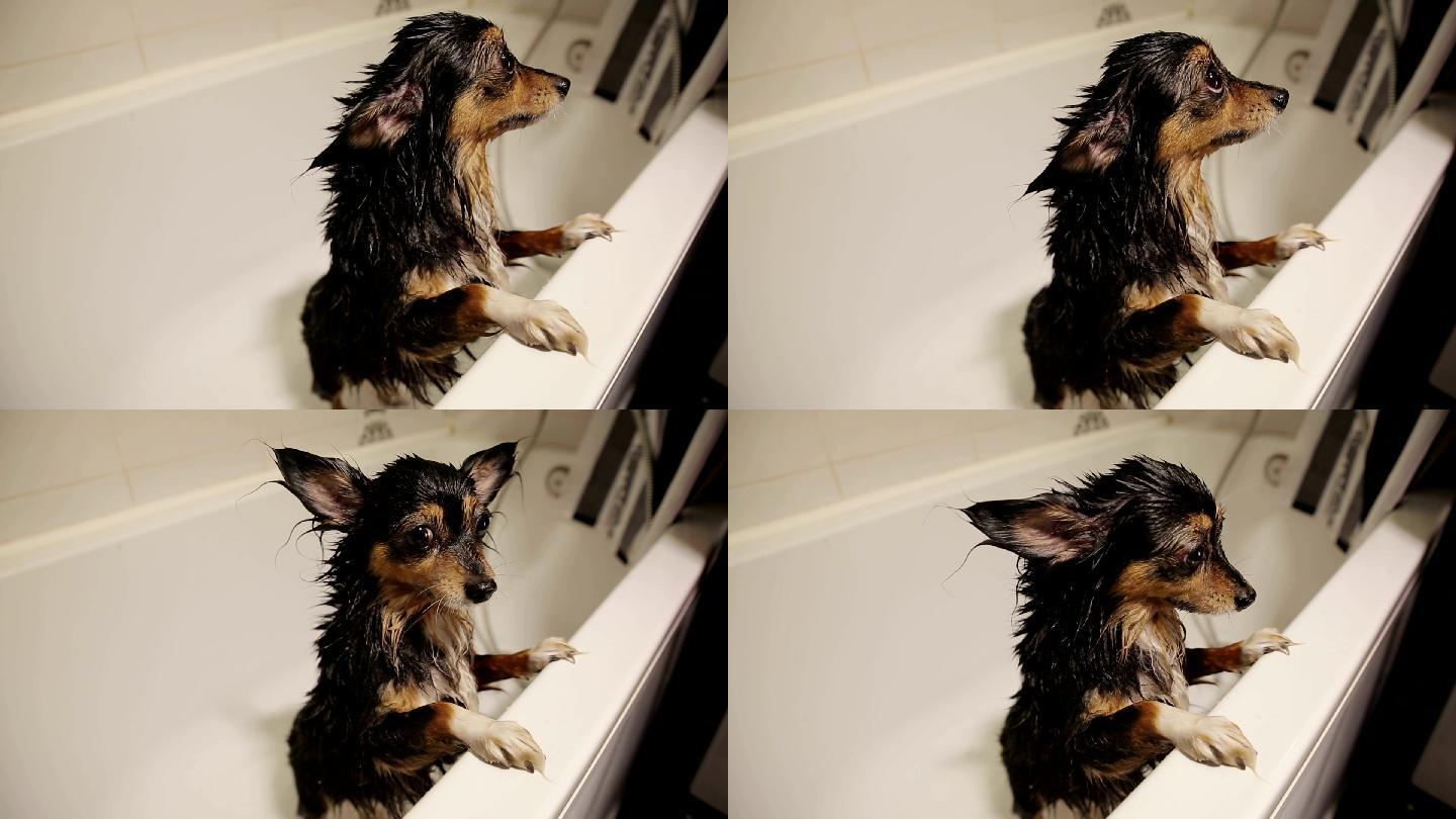 浴室里的湿狗