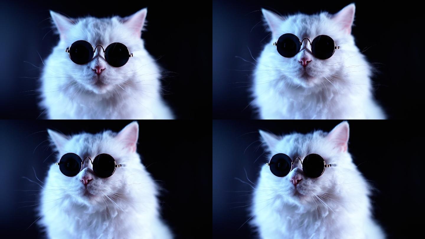 戴着时尚眼镜的白色毛茸茸的猫