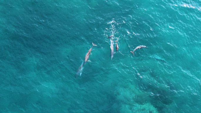 在马达加斯加附近的岛上，从空中看到海豚。