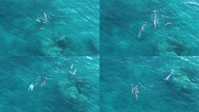 在马达加斯加附近的岛上，从空中看到海豚。