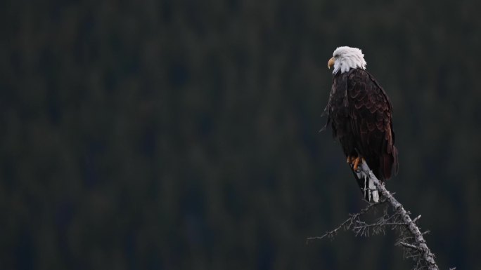 加拿大荒野中的秃鹰