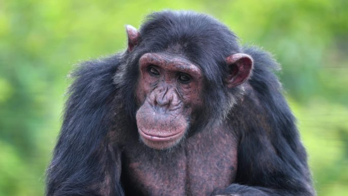 南非大草原上一只黑猩猩的特写镜头