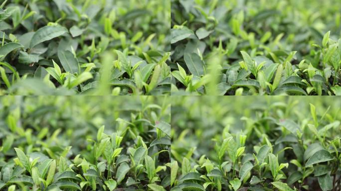 春天的绿茶园茶叶茶园种植