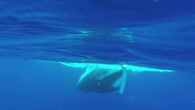 母鲸和小座头鲸海底世界大海蓝色