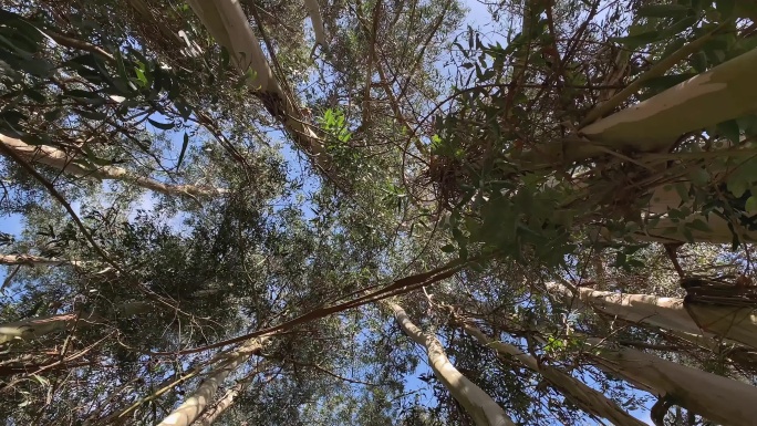 桉树的天空视频素材绿色仰拍生长群落