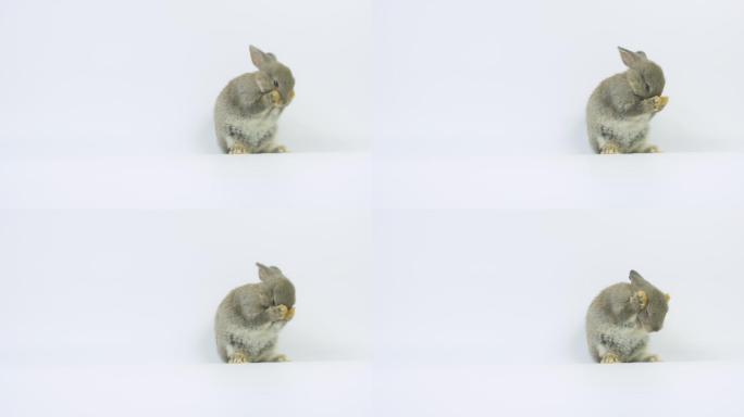 灰色可爱的小兔子站在白色背景上