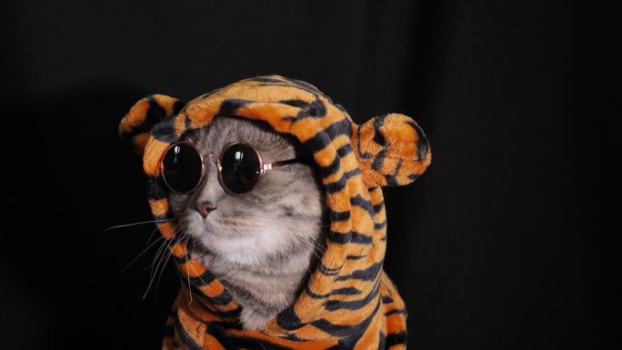 一只穿着老虎服装、戴着眼镜的猫