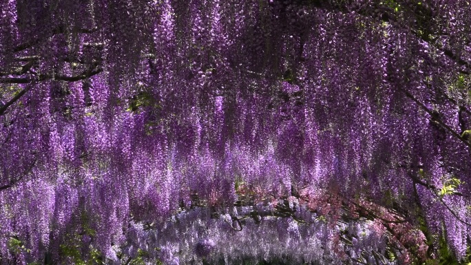 花园里盛开着美丽的紫藤