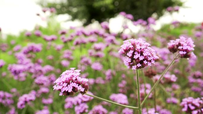 院子里的紫色马鞭草花