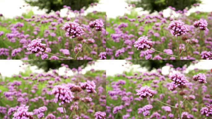 院子里的紫色马鞭草花