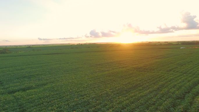 大豆种植园，天际日落鸟瞰图