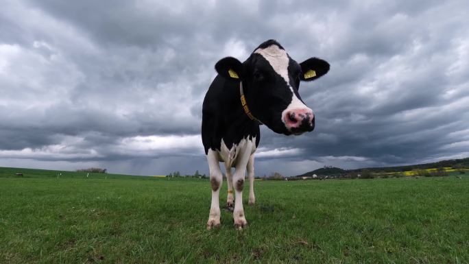 绿色草地上的弗里西亚荷斯坦奶牛