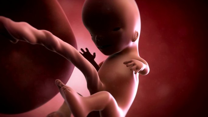 胎儿动画