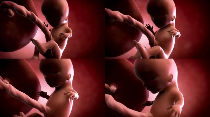 胎儿动画