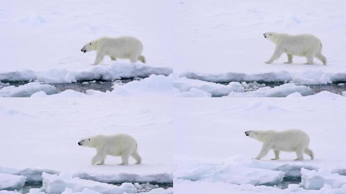 北极熊在冰上行走。