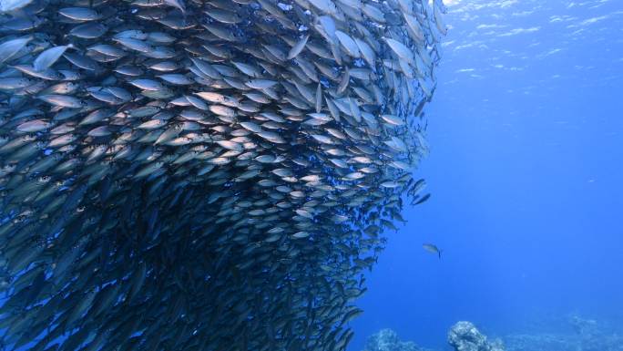加勒比海水中的鱼群