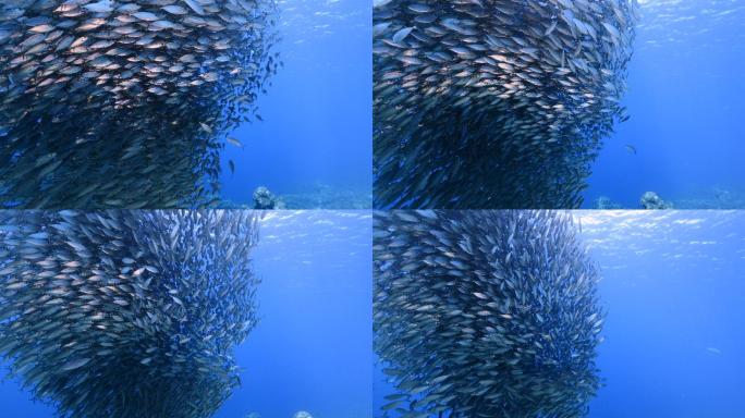 加勒比海水中的鱼群