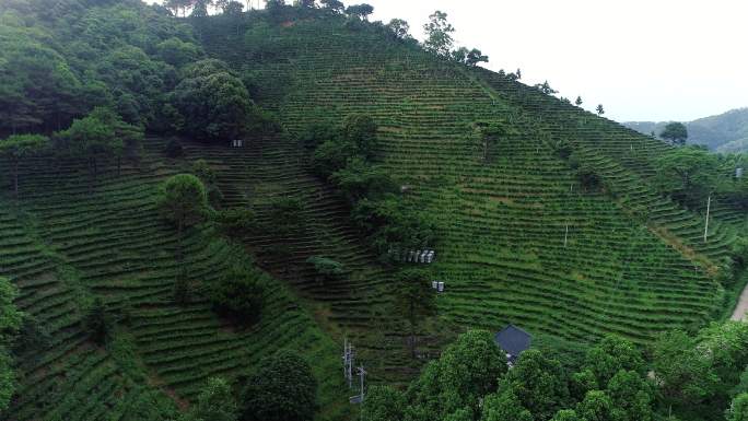 南山白毛茶厂茶树茶山茶叶基地