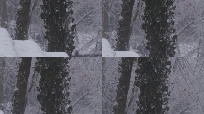 6K冰雪中的藤缠树01