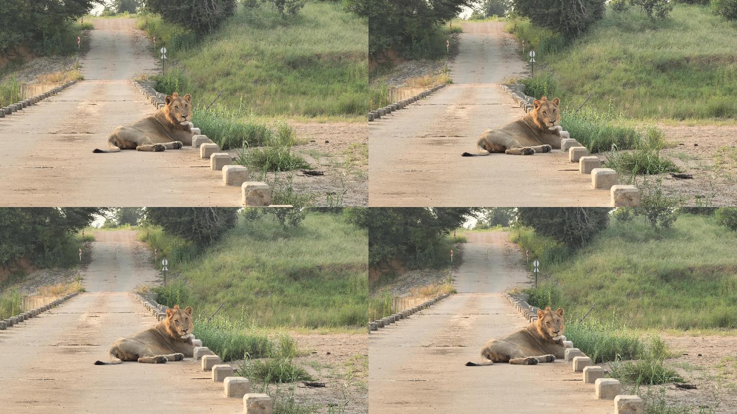 狮子野生动物实拍视频母狮子