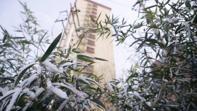 高清高帧率灰片冬雪花松树竹叶特写素材